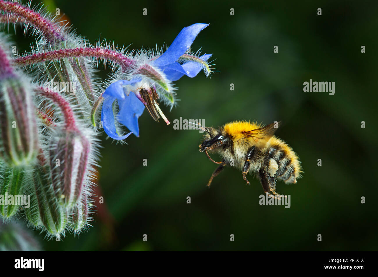 Bumble bee approaching borage flower Stock Photo