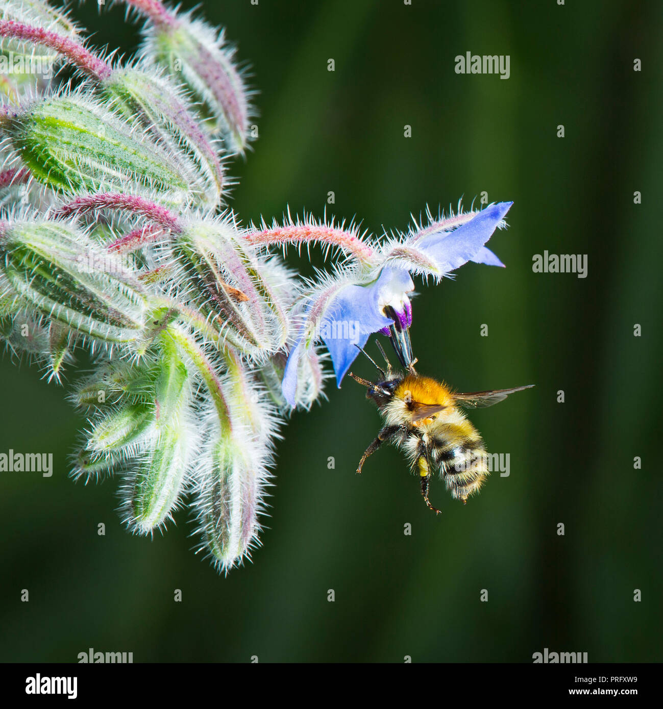 Bumble bee approaching borage flower Stock Photo