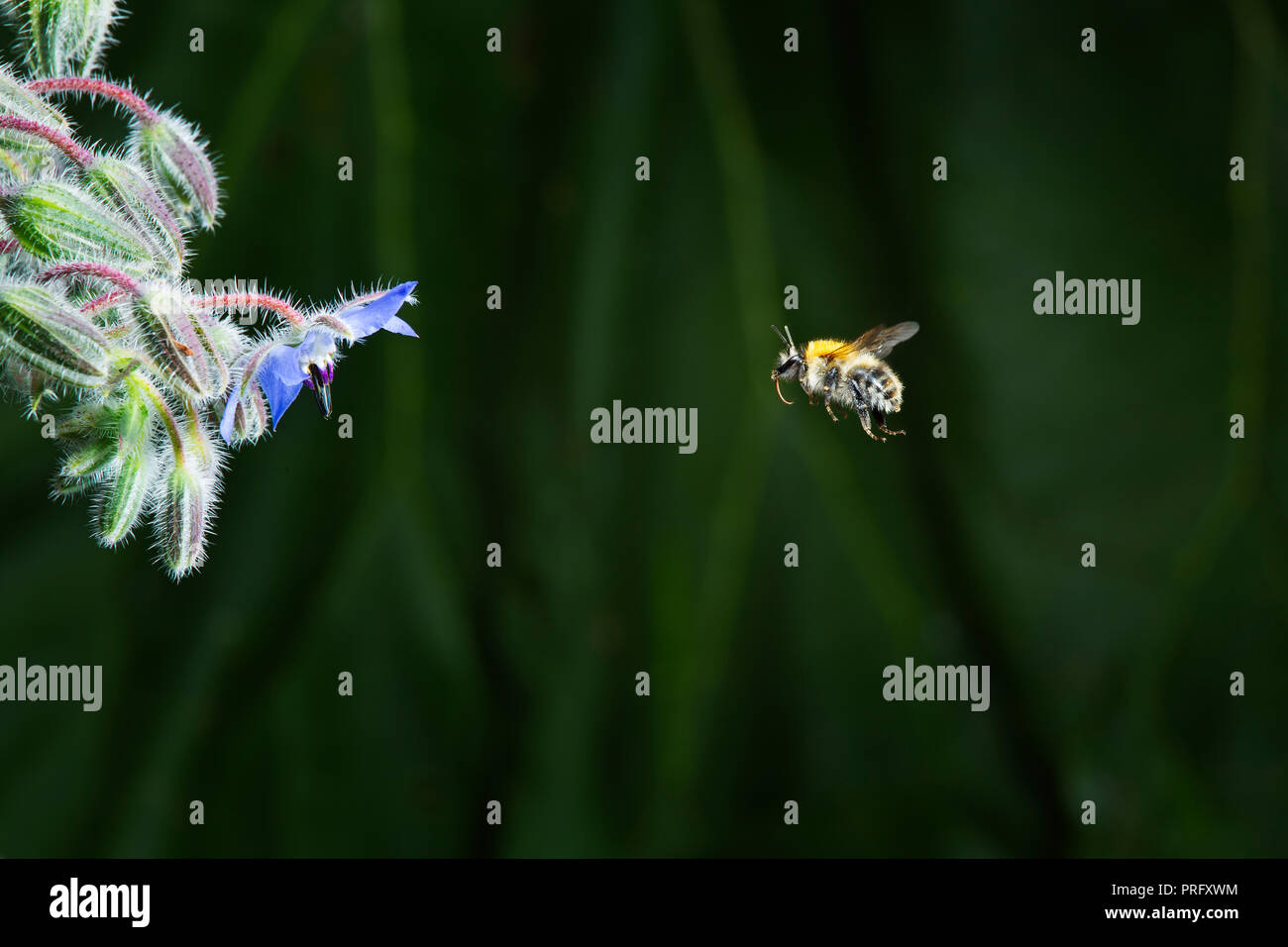 Bumble bee approaching borage flower Stock Photo