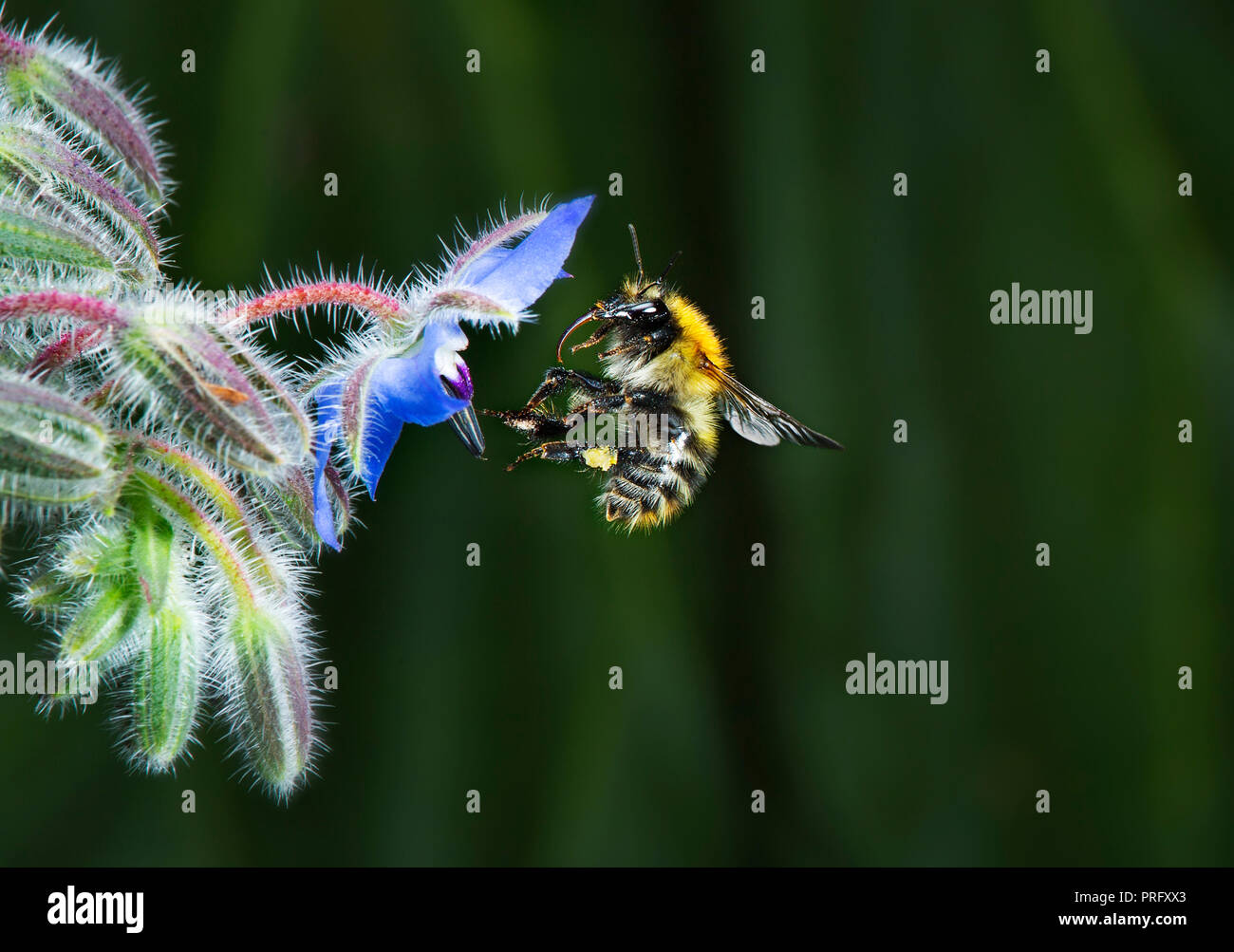 Bumble bee approaching borage flower Stock Photo