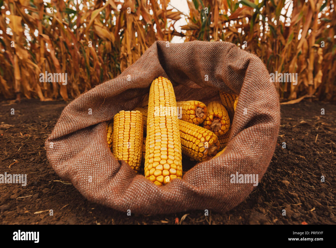 Harvested corn cobs in burlap sack left in the field Stock Photo