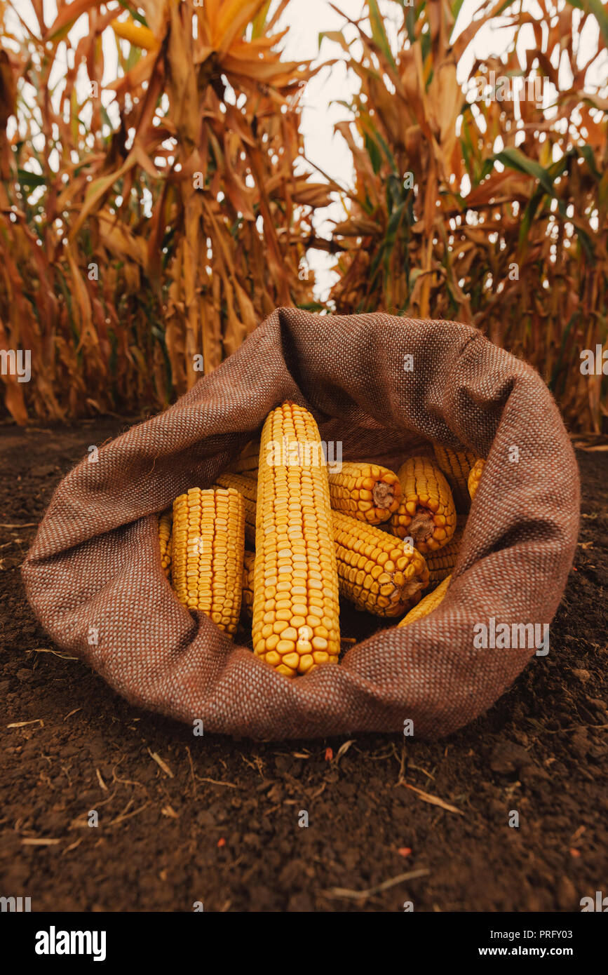 Plenty of harvested corn cobs in burlap sack left in the field Stock Photo