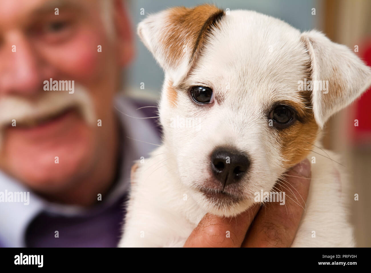 Elderly Jack Russell Terrier Dog Stock Photos Elderly Jack