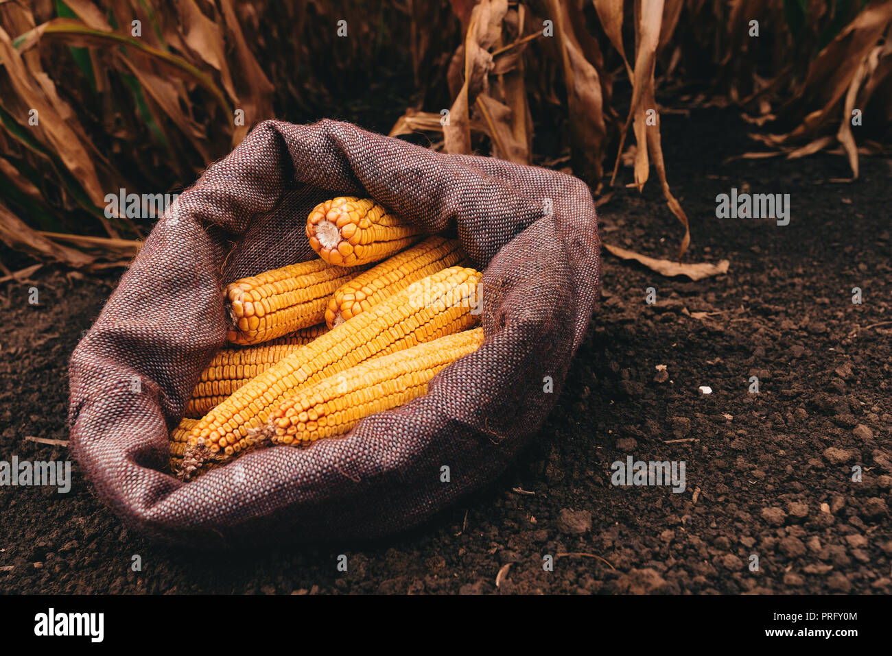 Plenty of harvested corn cobs in burlap sack left in the field Stock Photo