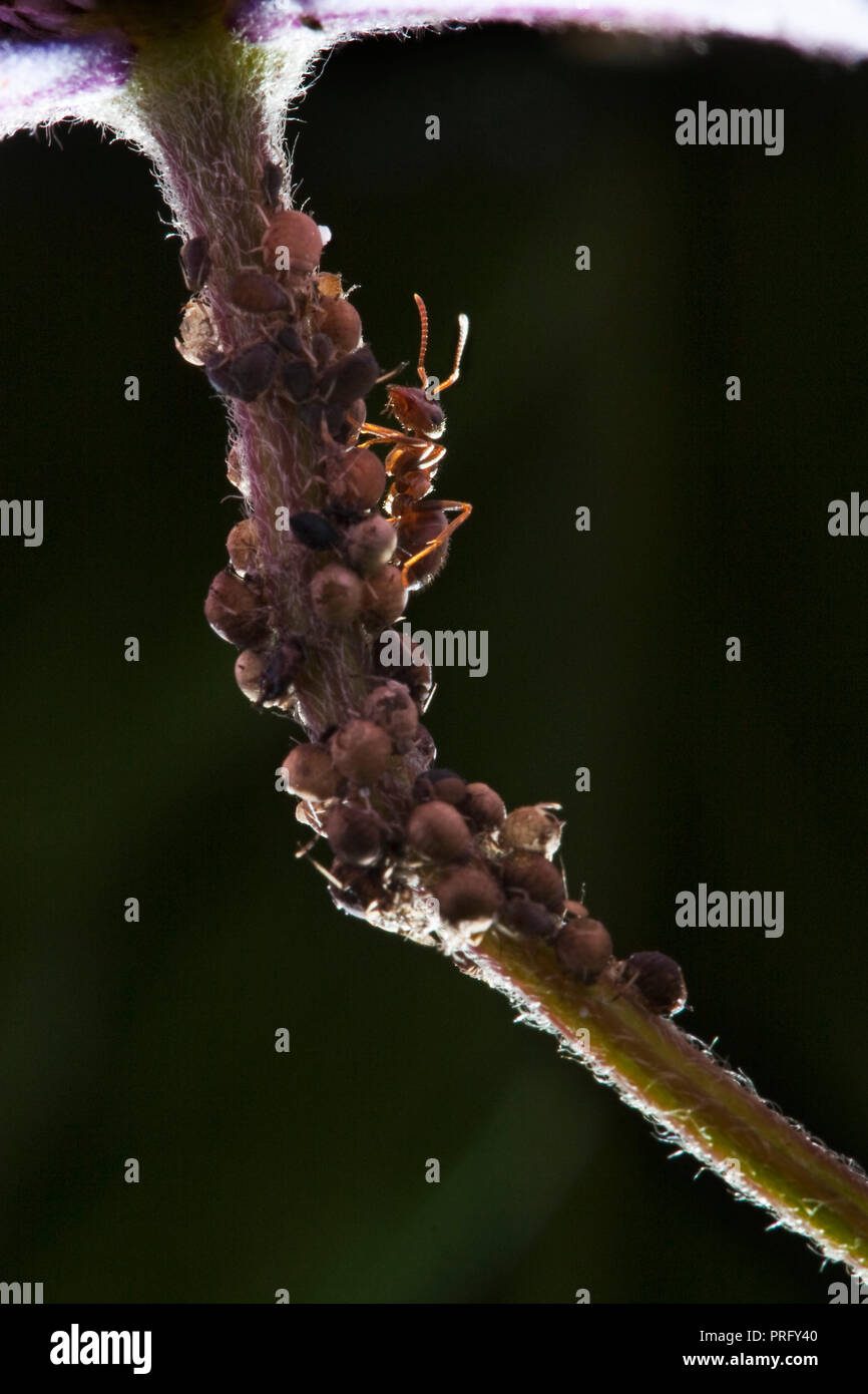 Garden Ant herding and protecting aphids enabling it to feed on the