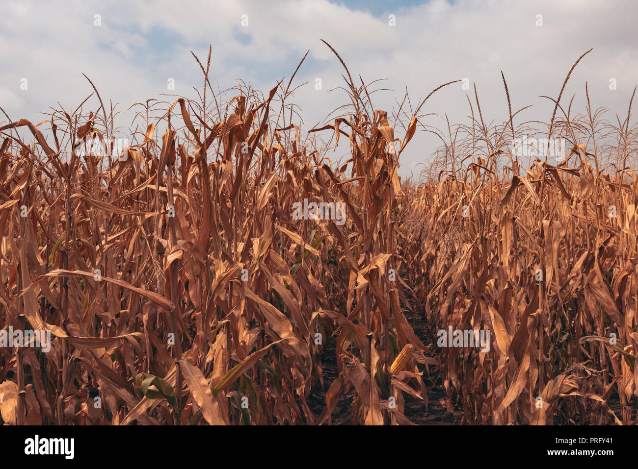 Ripe cornfield is ready for harvest season Stock Photo