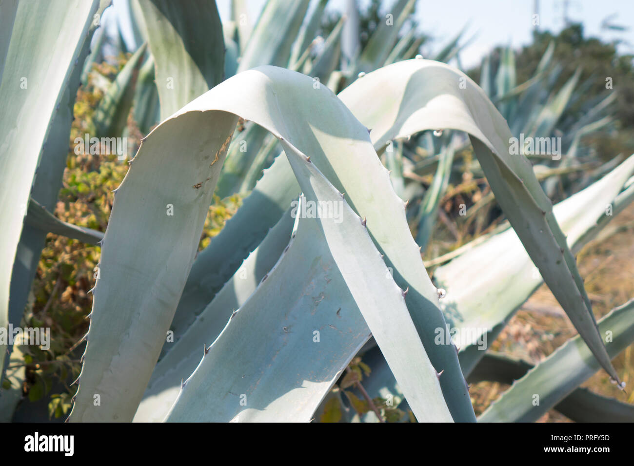 Wild Aloe Plant used in HealthCare and Medicine Stock Photo Alamy