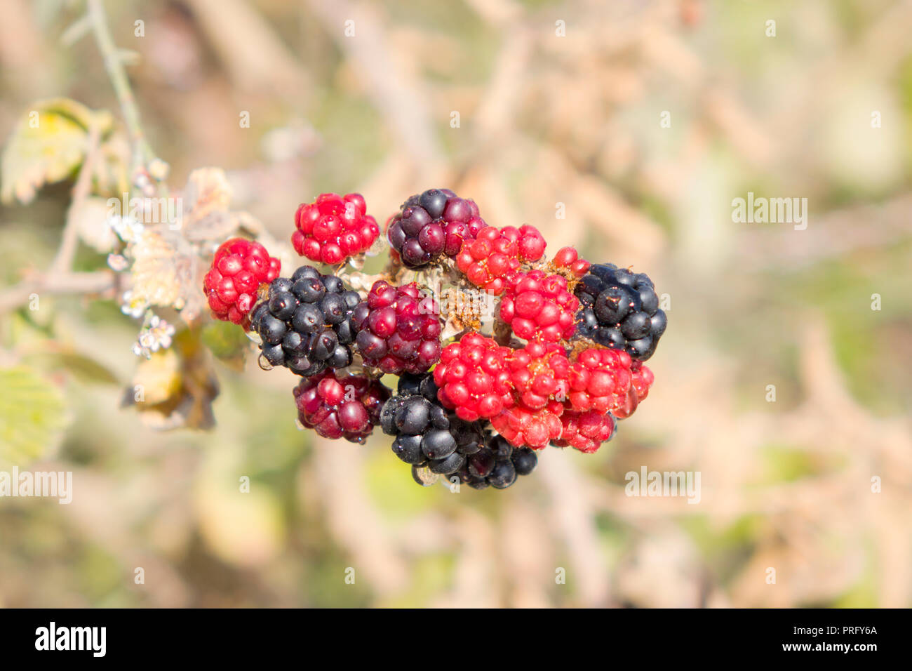 Blackberry wild berry branch fruit black food bramble hires stock