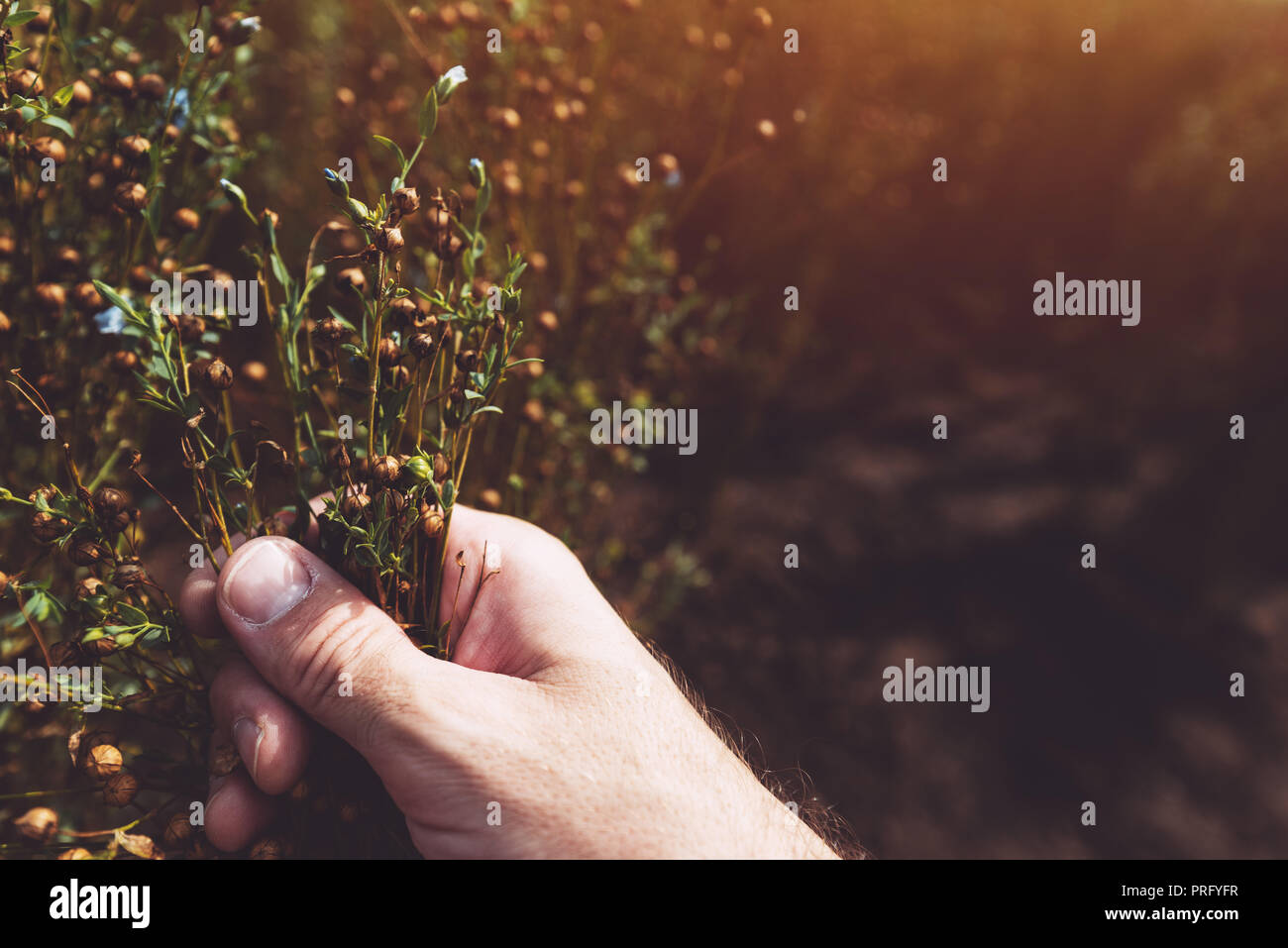 Farmer examining ripe flax linseed plants in field Stock Photo