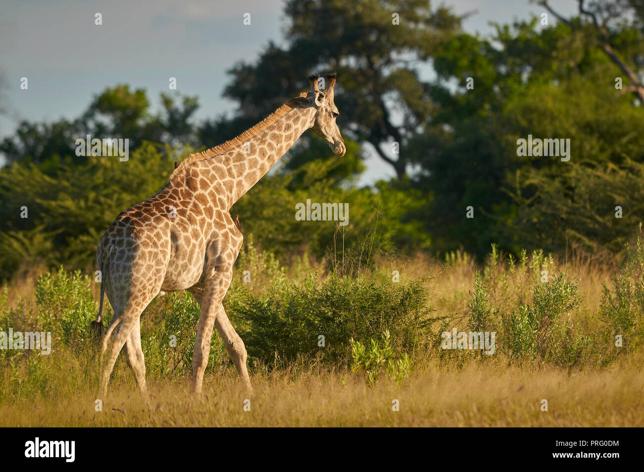 female giraffe walking towards a treeline Stock Photo Alamy