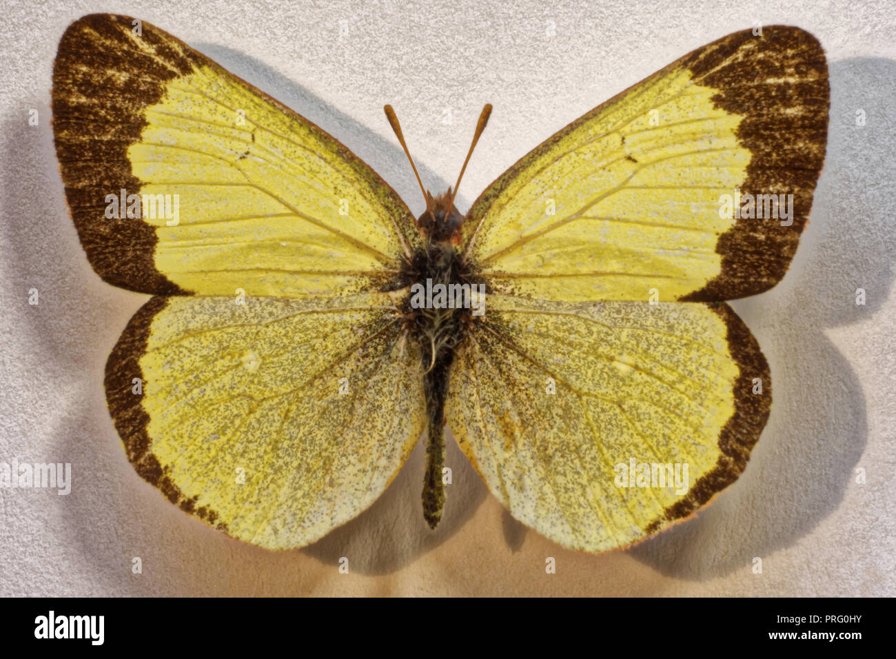 Peat Zheltushka butterfly; insectsm, Russia Stock Photo