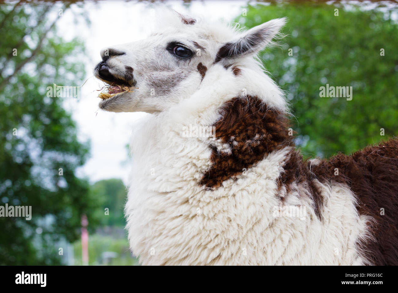 Alpaca eating hay at farm closeup Stock Photo Alamy