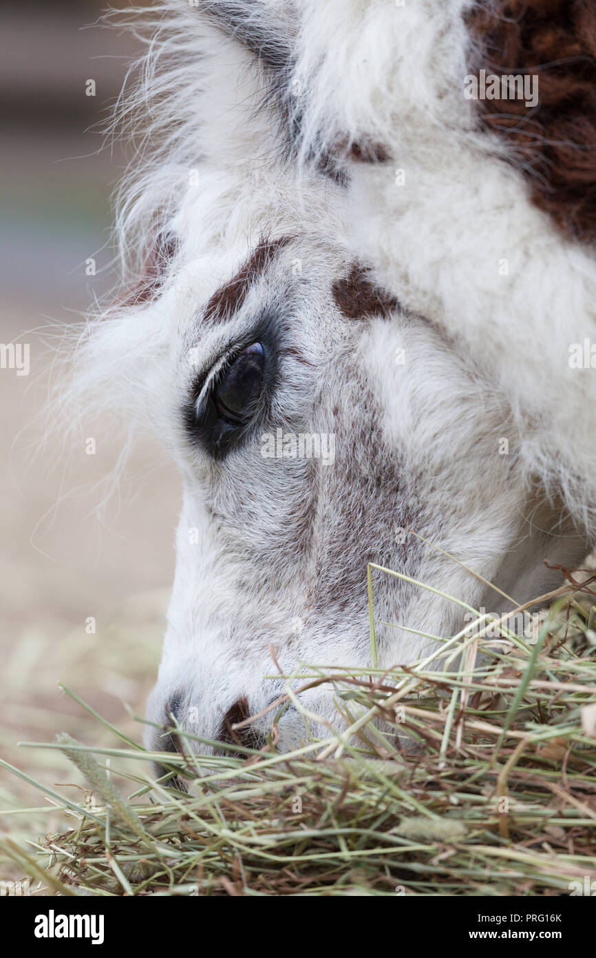 Alpaca eating hay at farm closeup Stock Photo Alamy