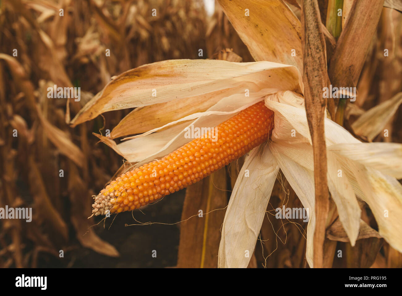 Corn on the cob popcorn deals