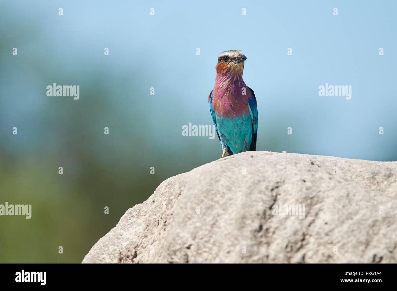 Blue termite hi-res stock photography and images - Alamy