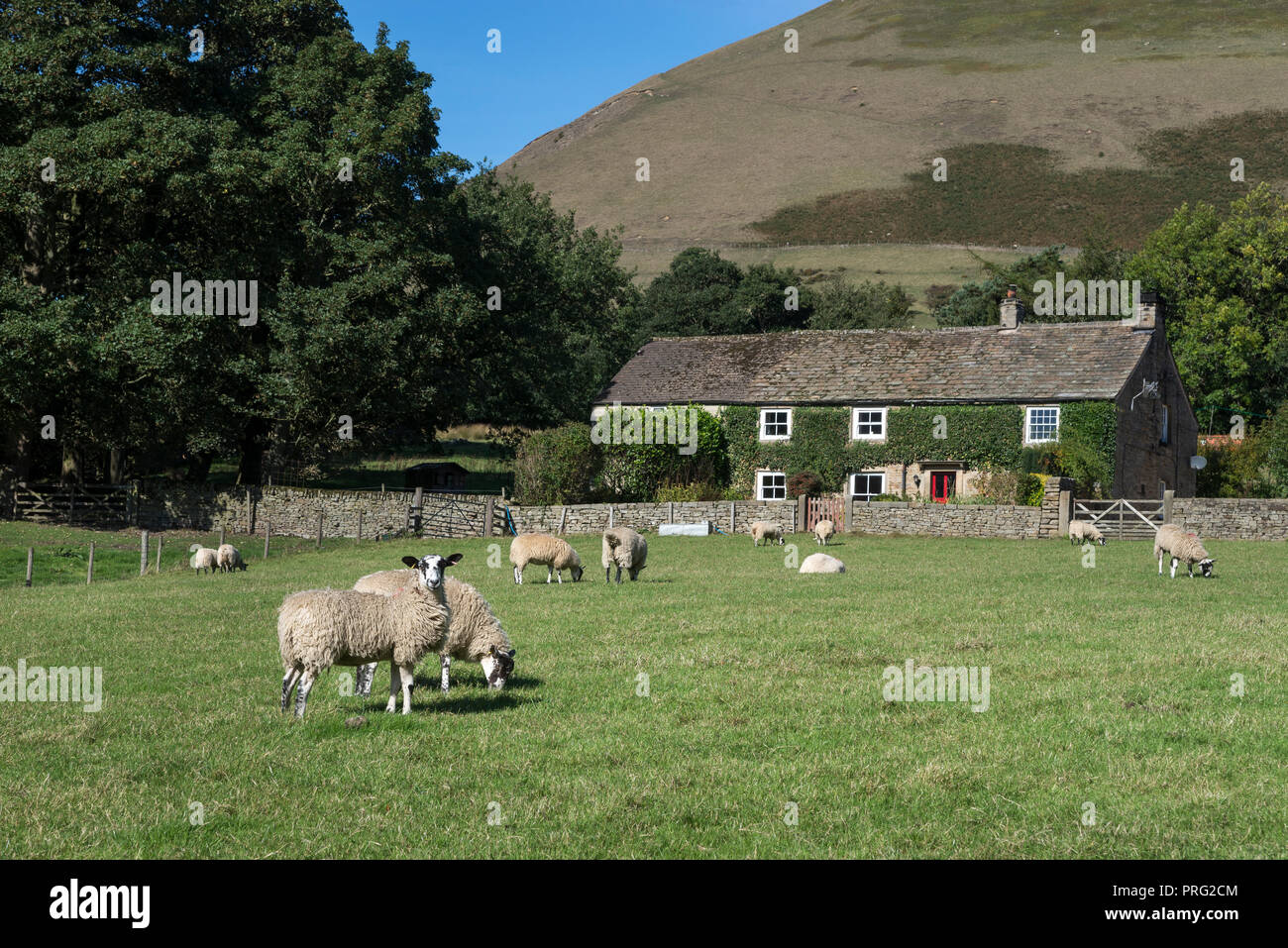 Sheep grazing by an traditional stone farmhouse near Edale in the Peak