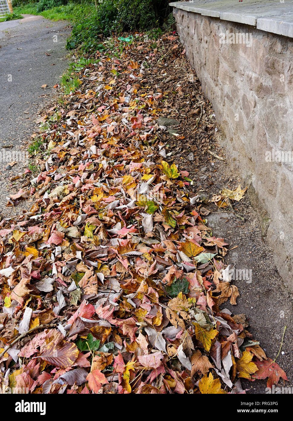 Fallen autumn leaves built up against wall Stock Photo