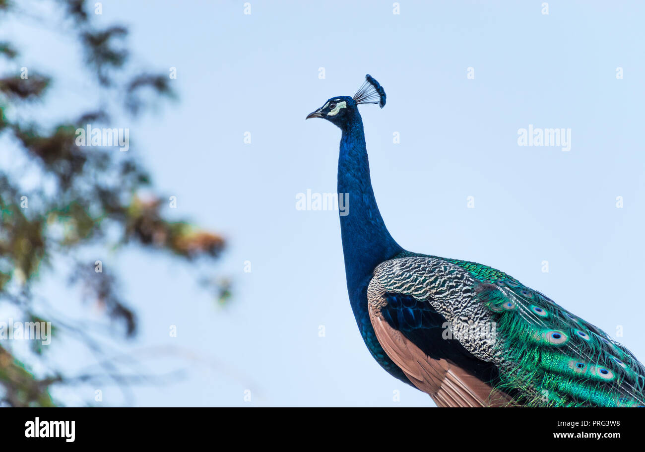 Peacock  against a pale blue sky Stock Photo