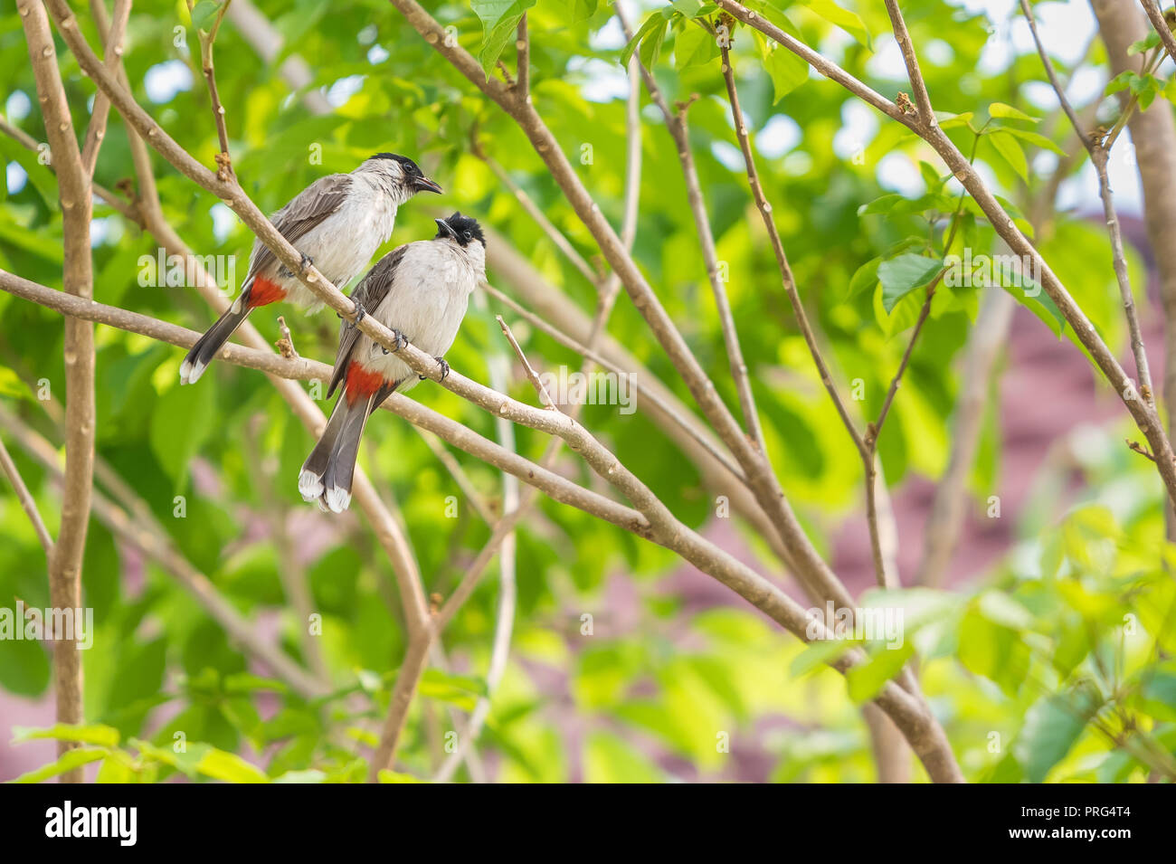 A pair of red-whiskered bulbuls are sitting on the tree Stock Photo - Alamy