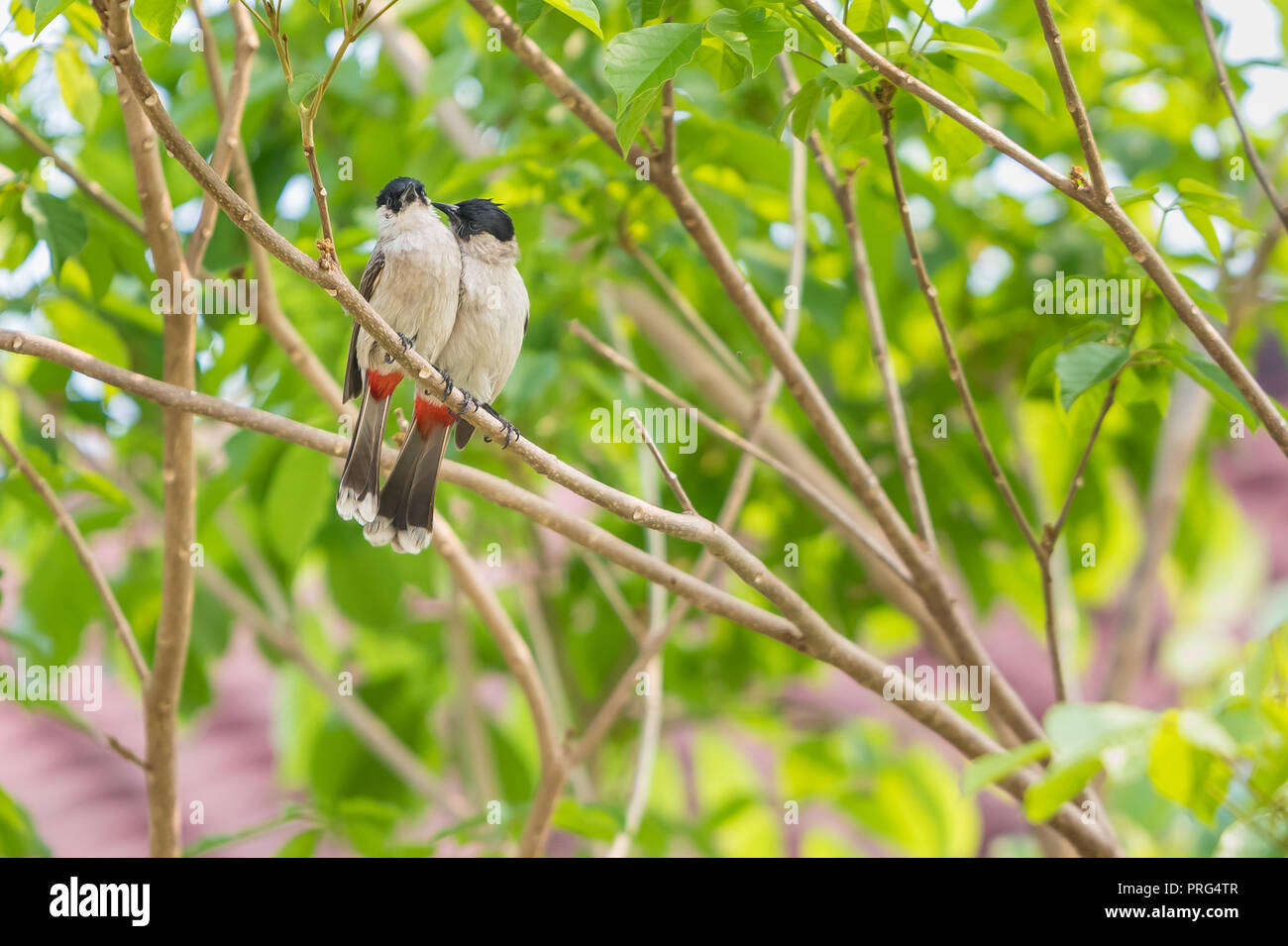A pair of red-whiskered bulbuls are exchanging kiss and loving whisper on the tree. Stock Photo