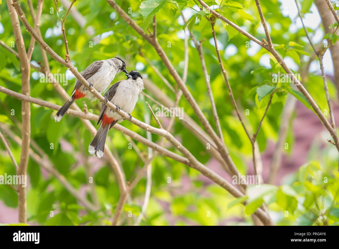 A pair of red-whiskered bulbuls are exchanging kiss and loving whisper on the tree. Stock Photo
