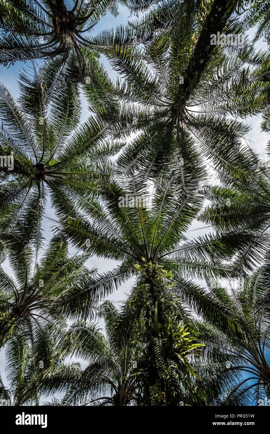 A canopy of oil palm at a plantation plot in Perak, Malaysia Stock Photo