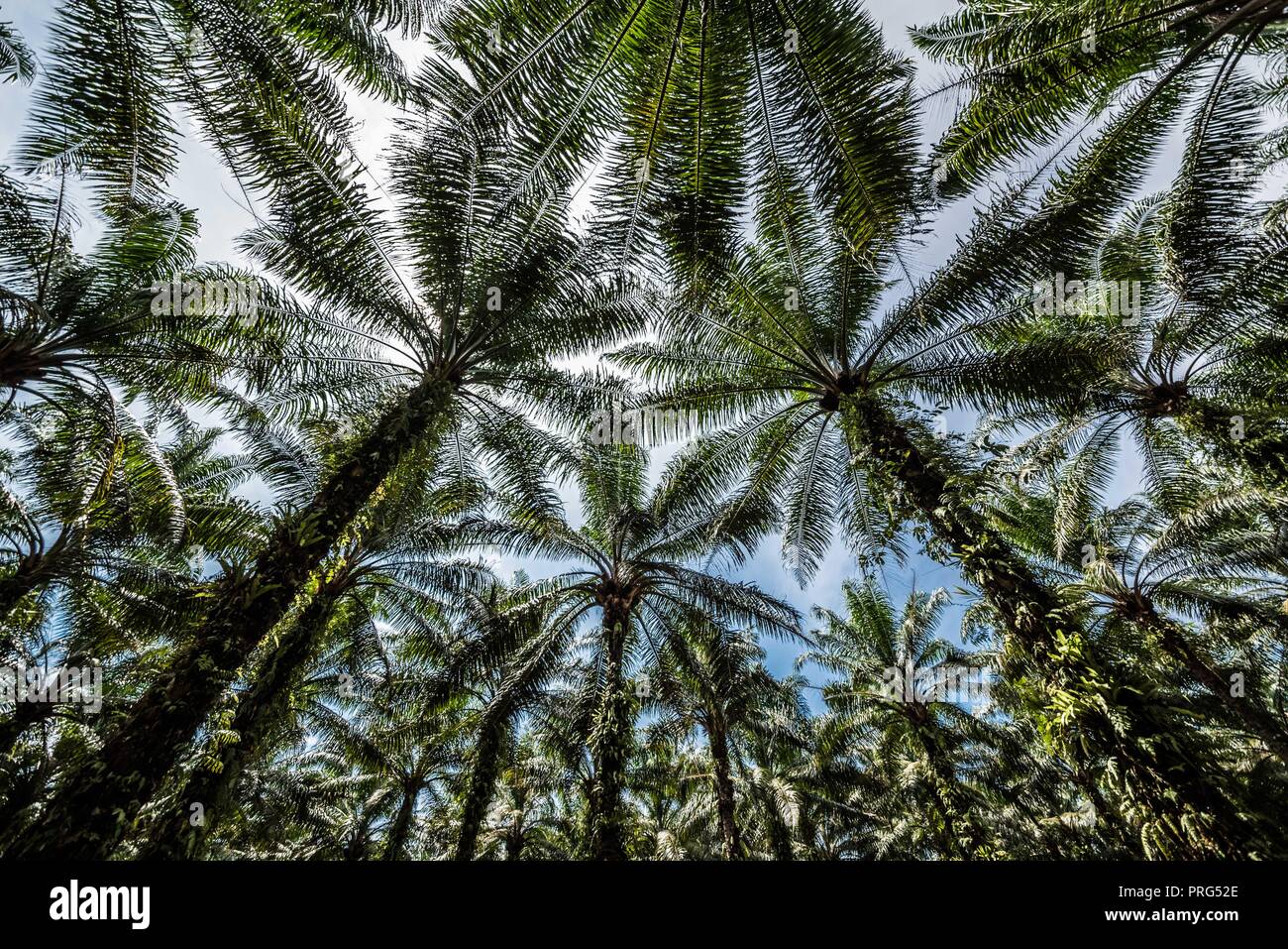 A canopy of oil palm at a plantation plot in Perak, Malaysia Stock Photo