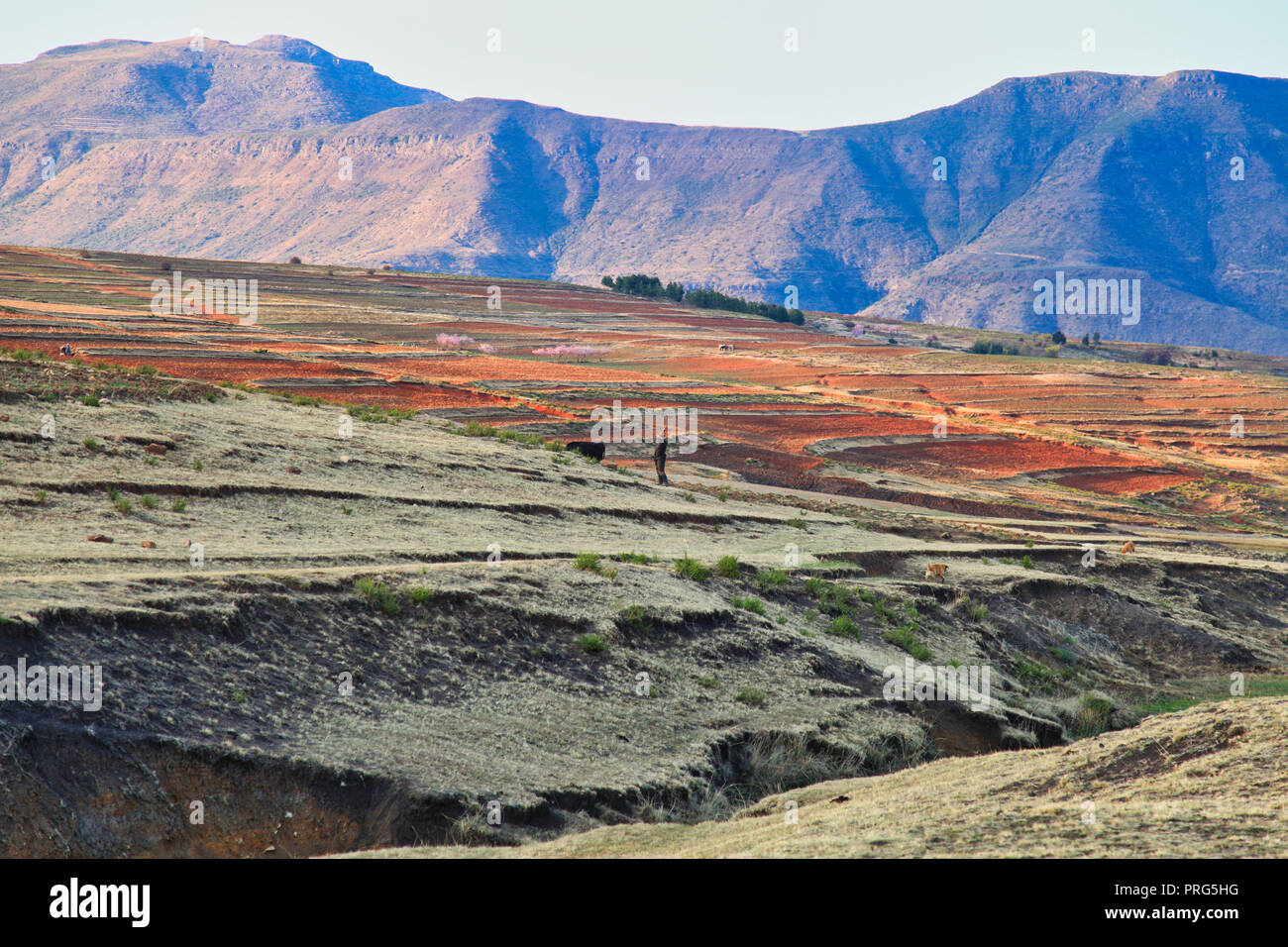 Colourful fields beeing plowed in Lesotho Stock Photo