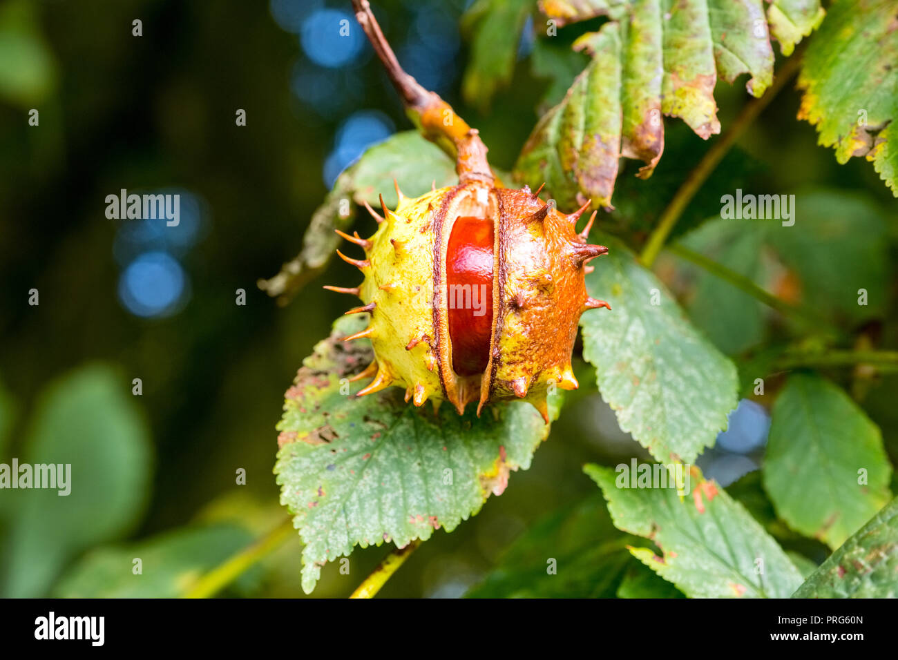 Ripe Conkers ( Horse Chestnuts ) ready to drop from the tree Stock Photo