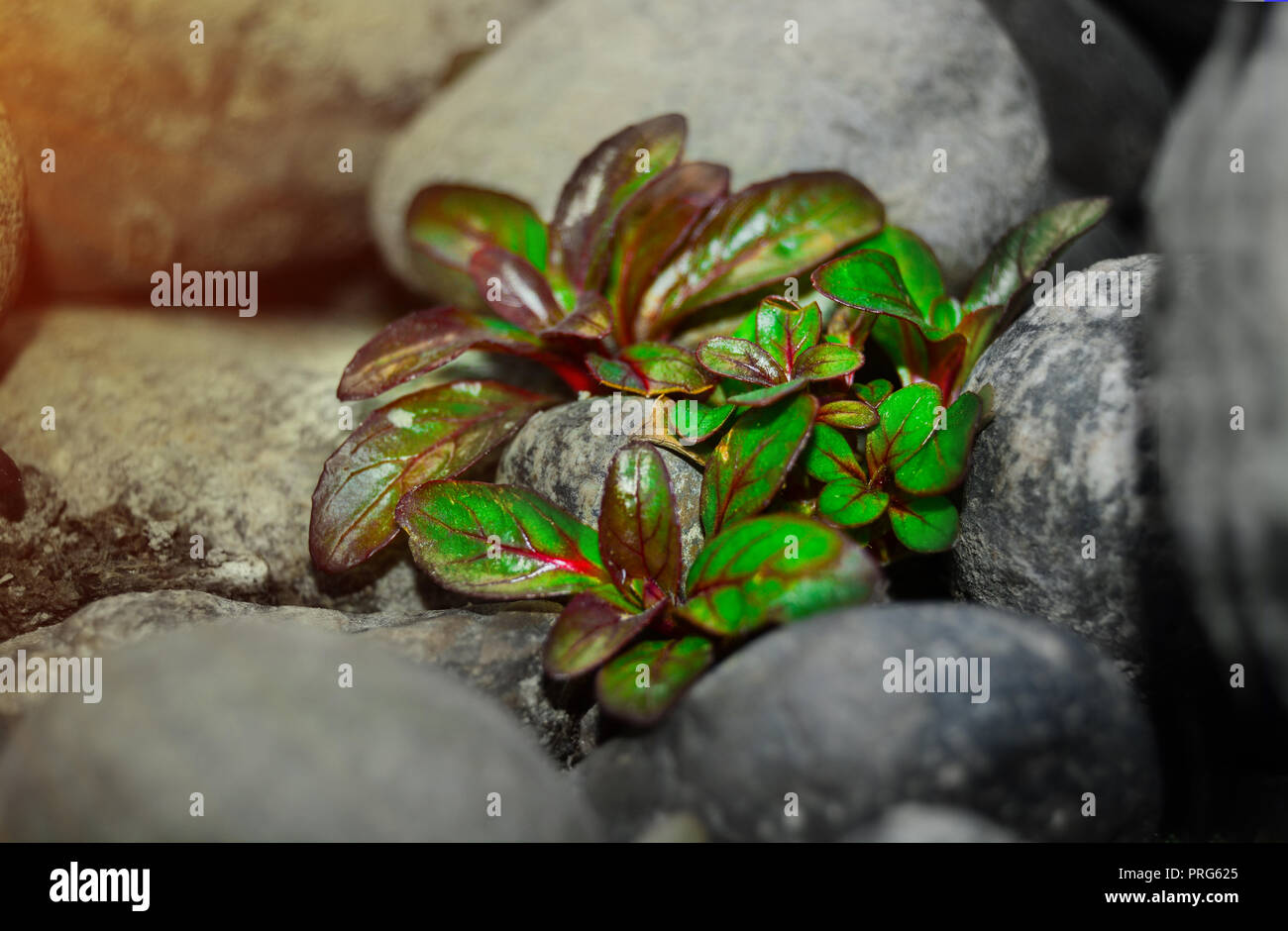 small plant between the stone on river side Stock Photo
