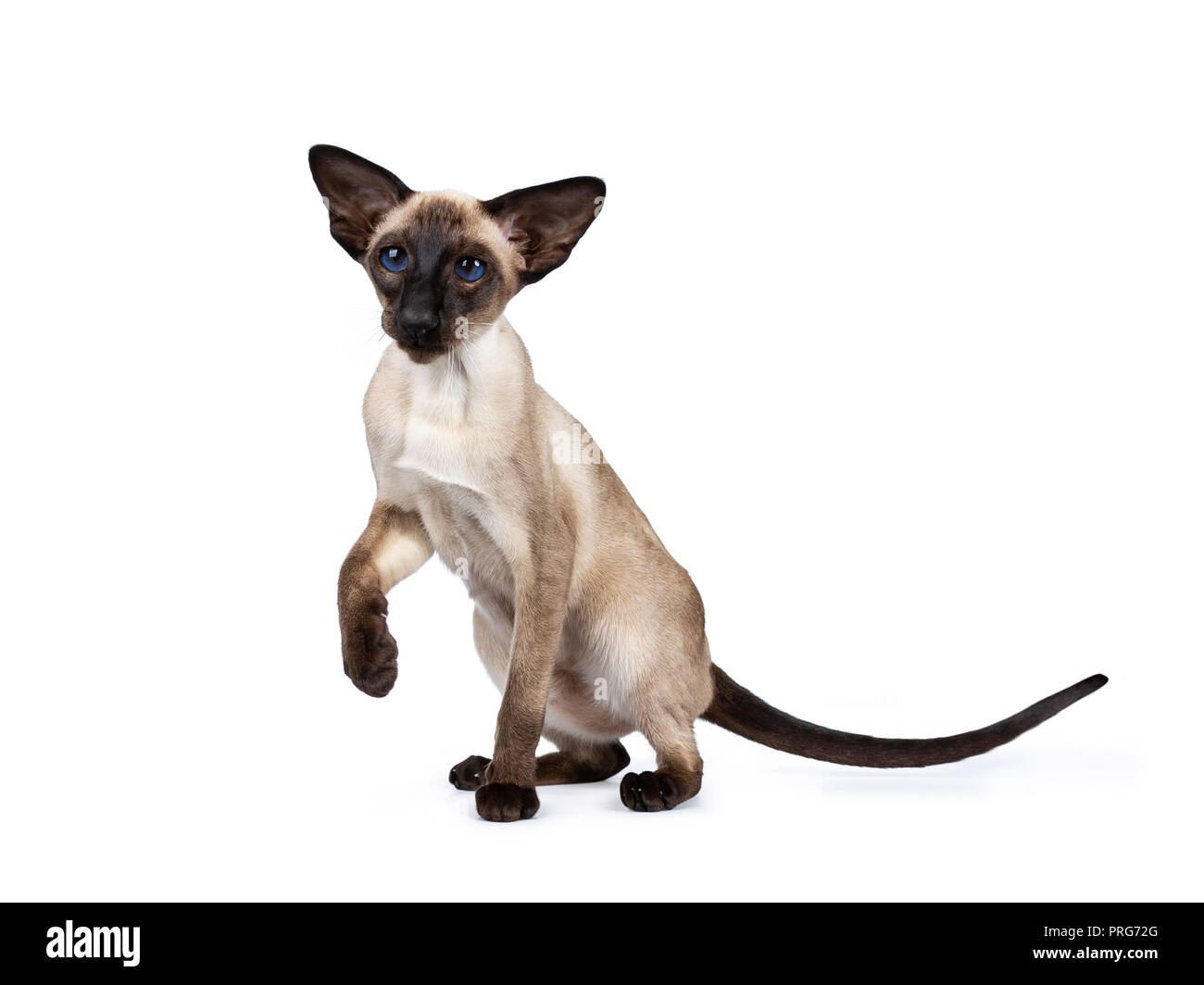 Excellent seal point Siamese cat kitten sitting / playing standing side ways / front view looking besidelense, isolated on white background and one pa Stock Photo