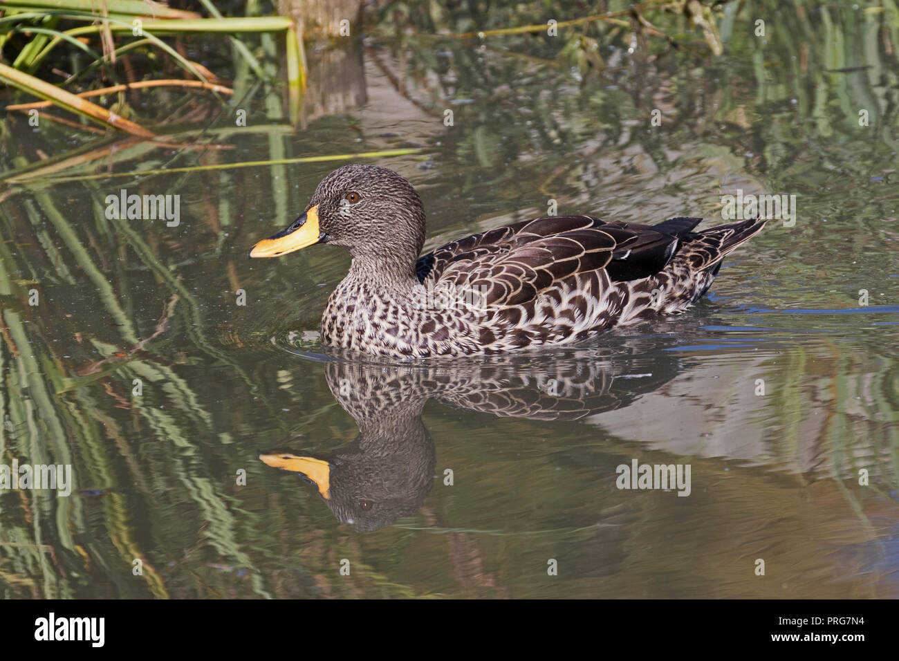 African Yellowbill (Anas undulata undulata Stock Photo Alamy
