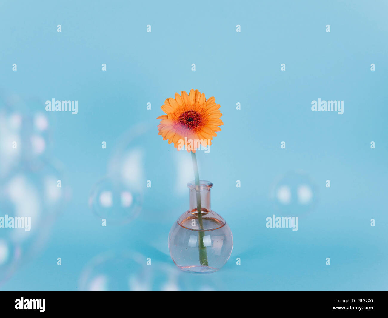 Orange daisy flower in a vase on trendy background. Stock Photo