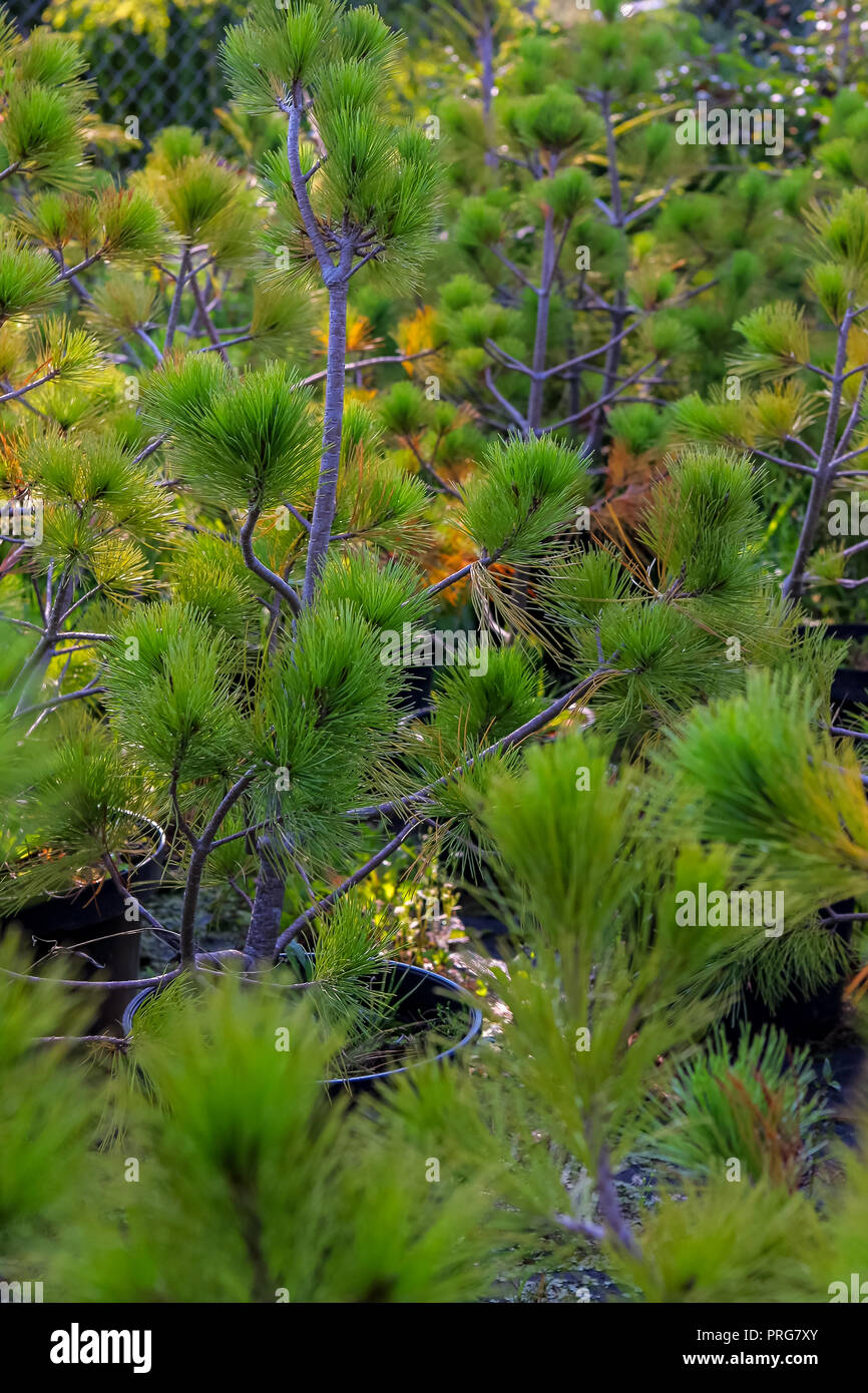 Pots with young spruce tree plants in tree farm Stock Photo