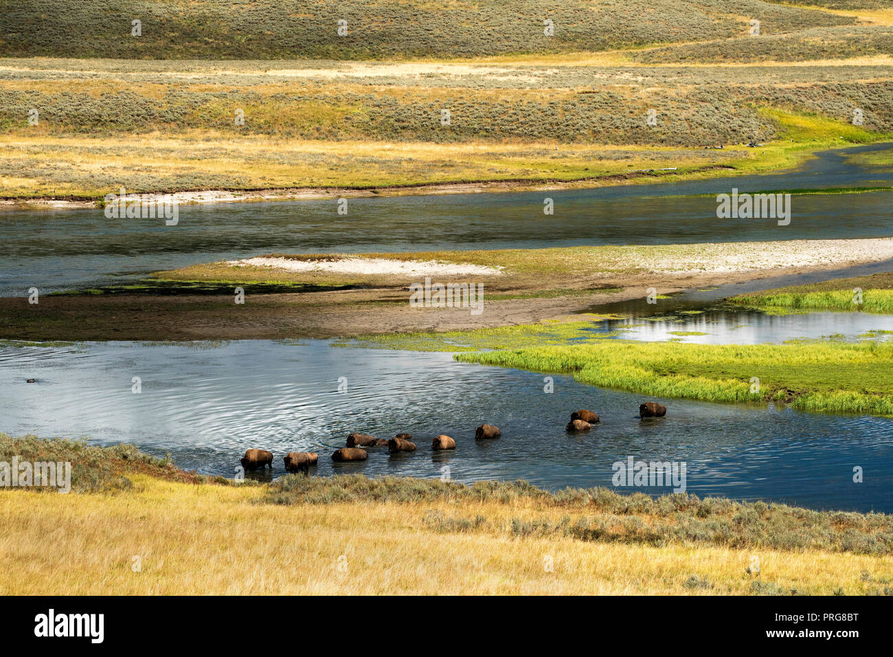 Beautiful herbivore hires stock photography and images Alamy
