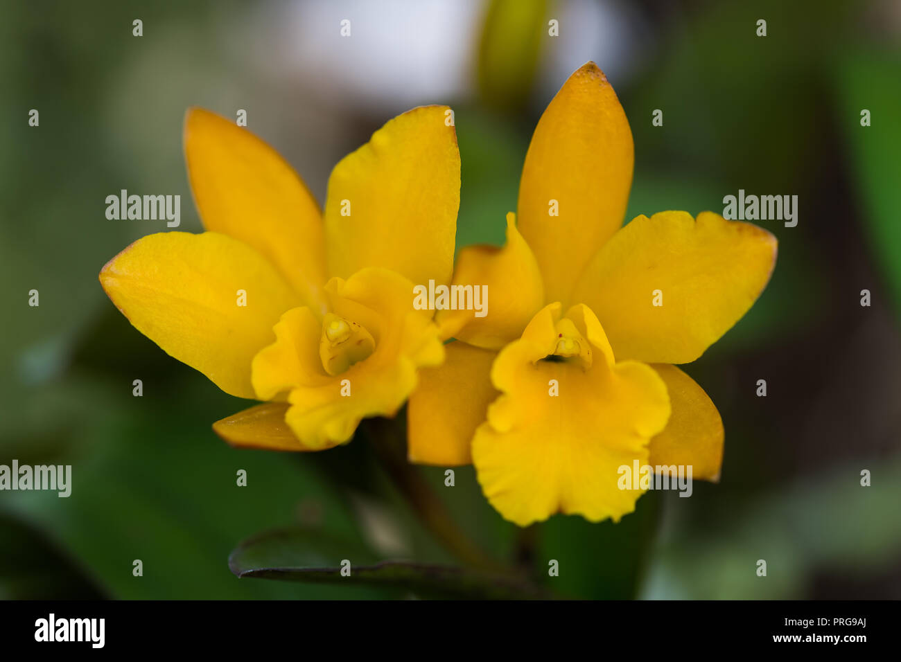 Close up photo of yellow cattleya with blurred background Stock Photo