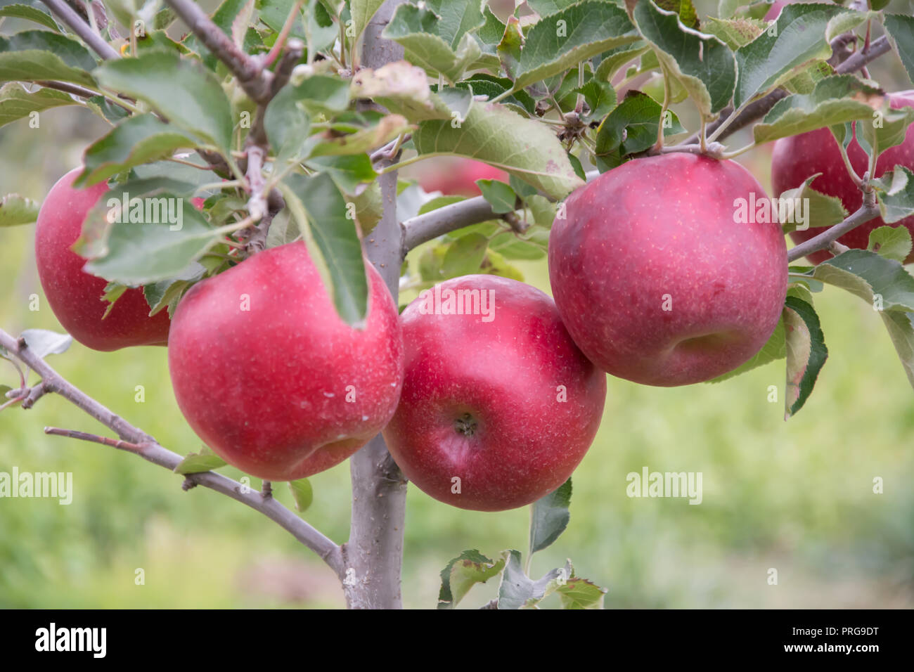 Four big, ripe, red apples hanging on a small apple tree Stock Photo
