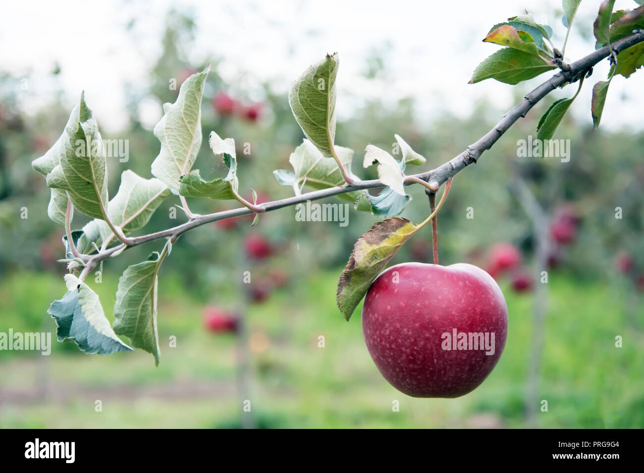 One big, ripe, red apple hanging on a twig of a small apple tree, other apple trees visible at the background Stock Photo