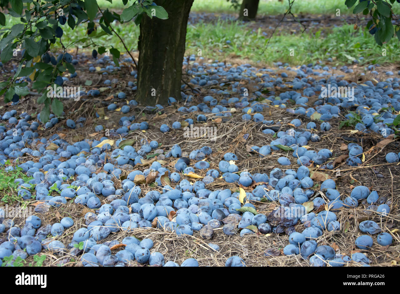 Windfall of blue common plums lying on the ground under a plum tree Stock Photo