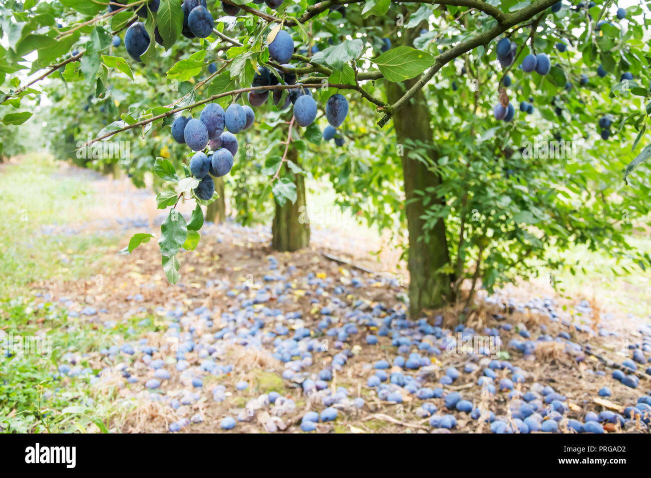 Windfall of blue common plums lying on the ground under a plum tree, branch with ripe plums at the foreground Stock Photo