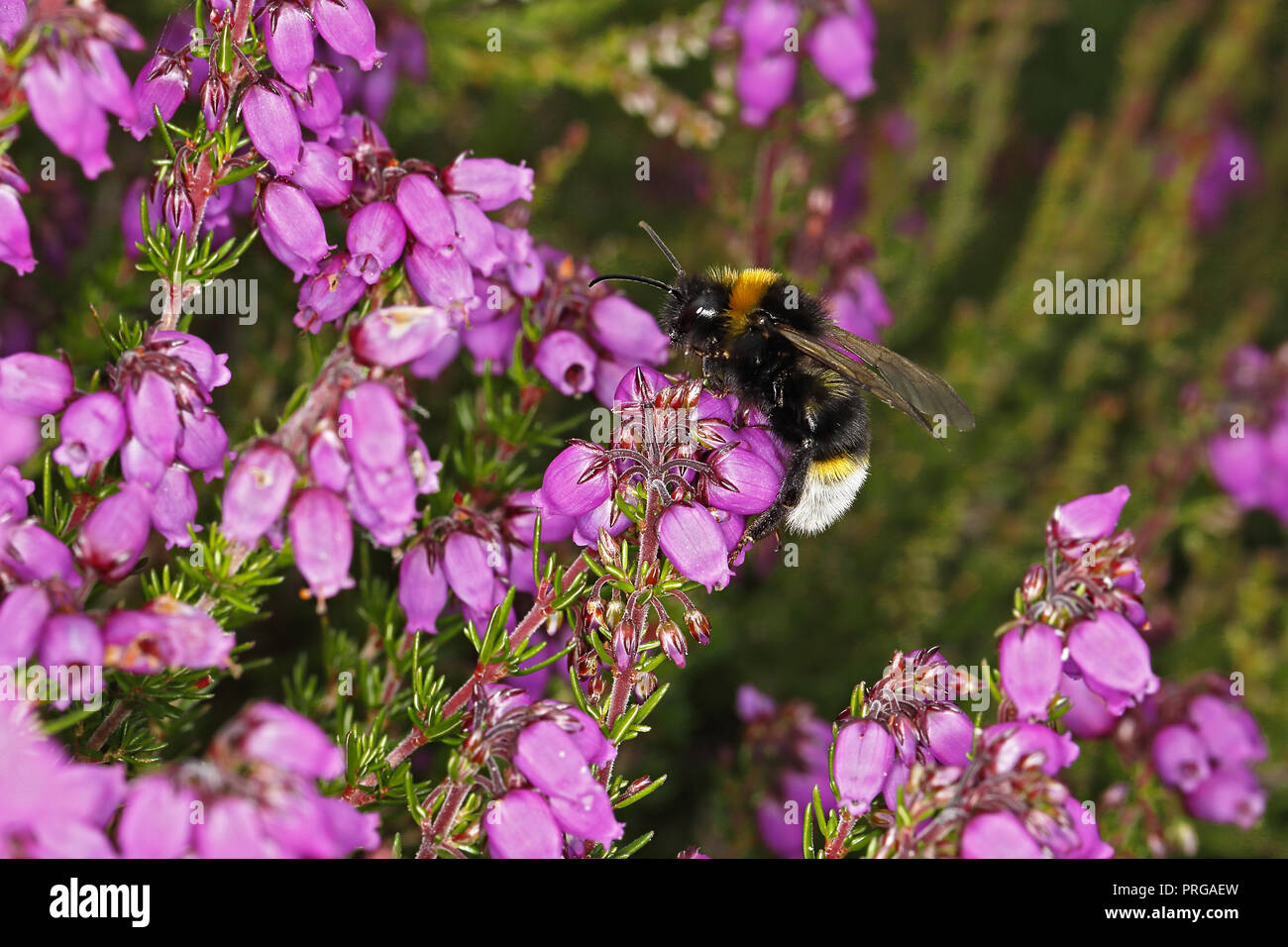 Vestal Cuckoo Bee (Bombus vestalis) feeding on Bell Heather (Erica cinerea) on lowland heath Wirral Merseyside UK July 55153 Stock Photo