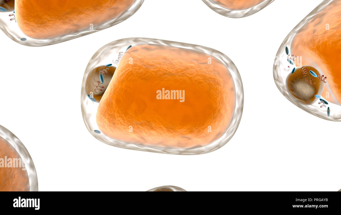 Fat cells in the human body. 3d rendered Illustration. Stock Photo