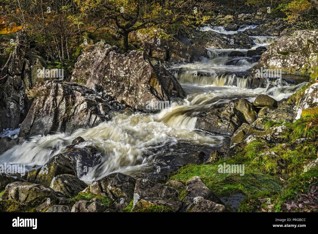A section of the turbulent Afon (River) Gamlan flowing through the Coed Ganllwyd National Nature Reserve in the Coed-y-Brenin Forest Stock Photo