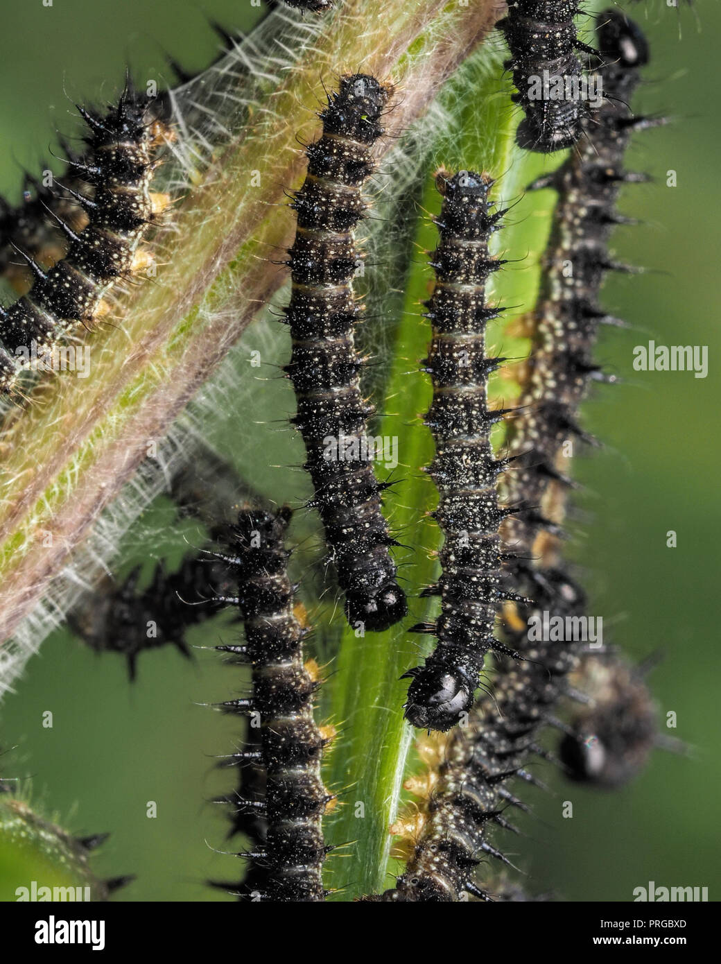 Caterpillars of peacock butterfly feeding on nettle hires stock photography and images Alamy