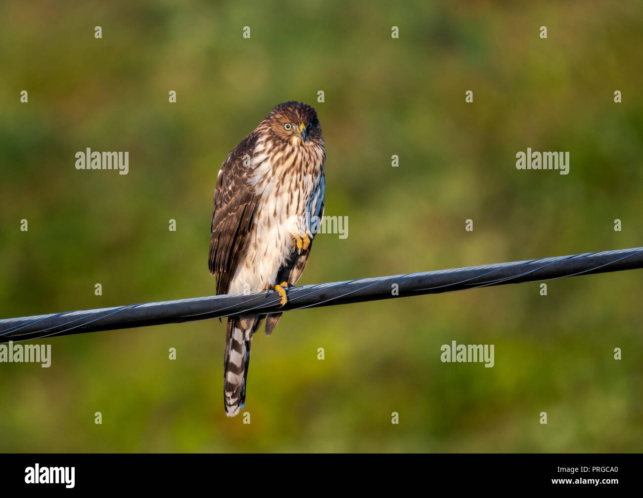 Juvenile Sharp Shinned Hawk perches on a wire Stock Photo