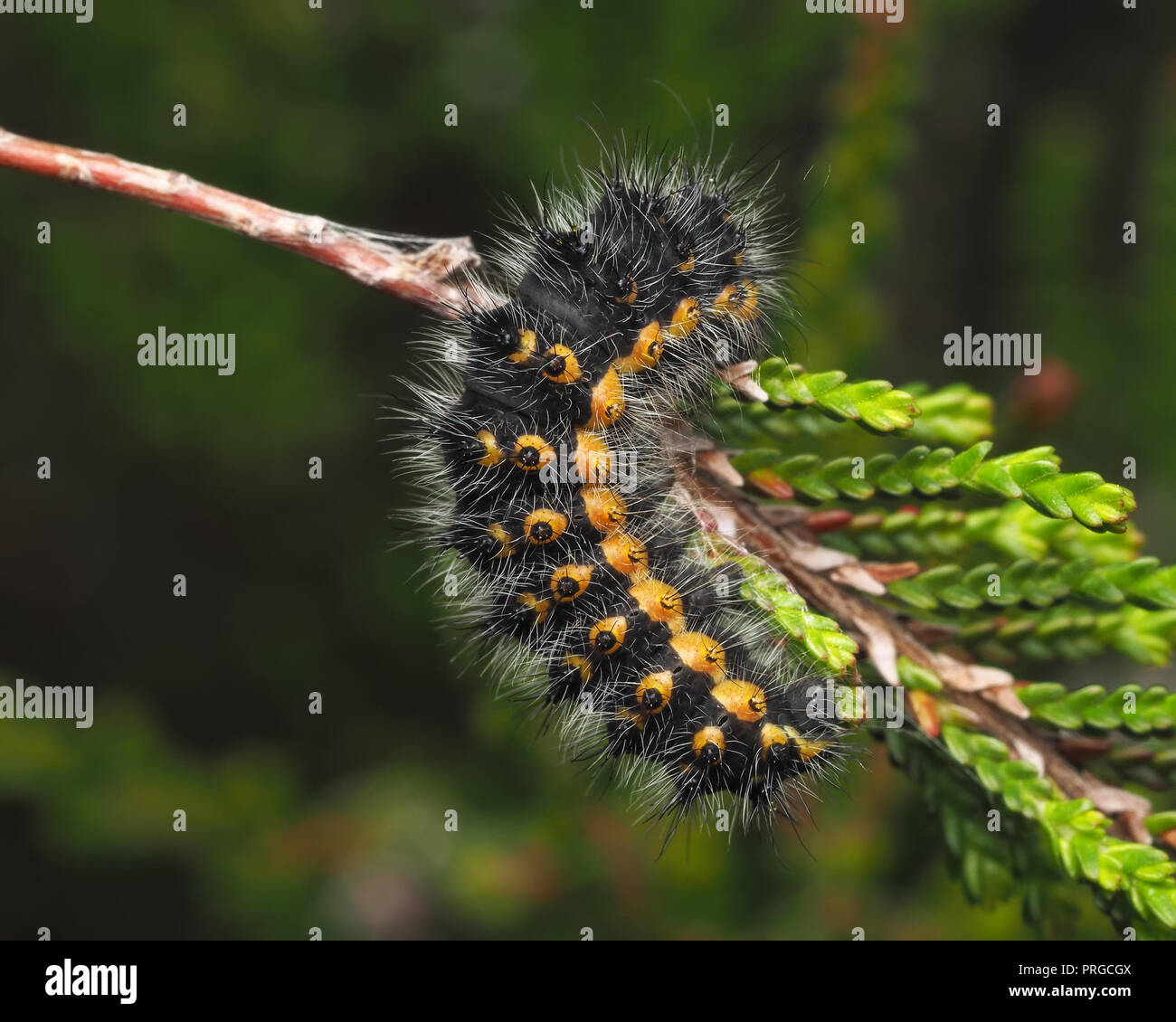 Emperor Moth caterpillar (Saturnia pavonia) second instar on heather. Tipperary, Ireland Stock Photo