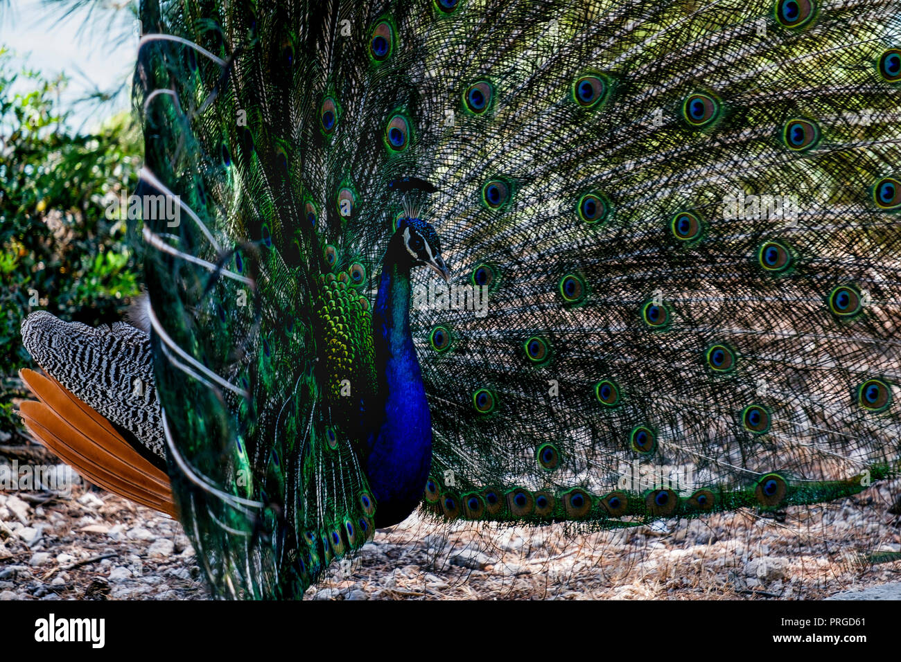 Fan Shaped Tail High Resolution Stock Photography and Images Alamy