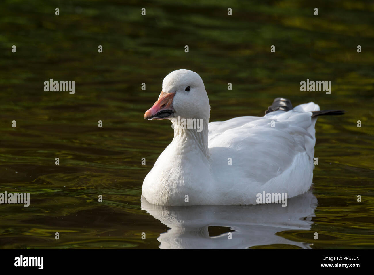 Snow goose (Anser caerulescens) swimming in lake Stock Photo