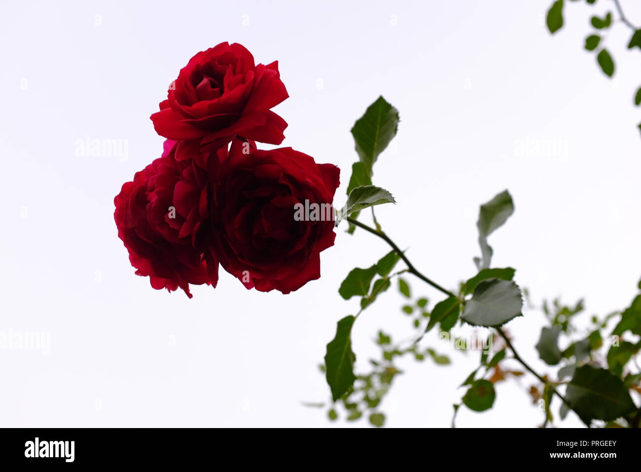 a red rose against white background. symbolic photo for beauty, love