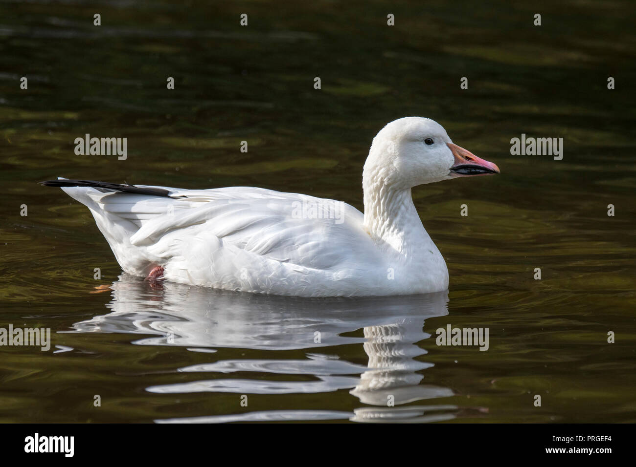 Snow goose (Anser caerulescens) swimming in lake Stock Photo